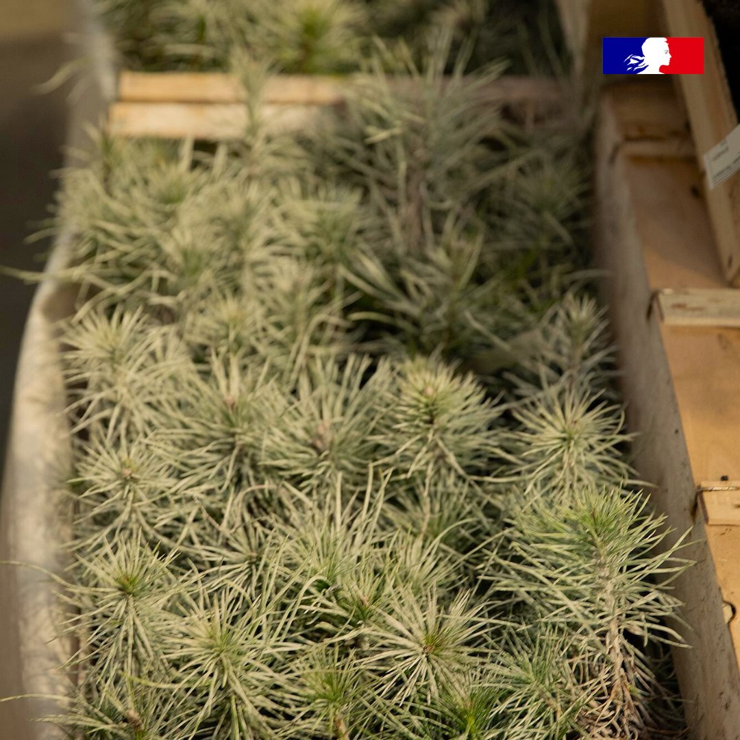 ONF_Officiel's tweet photo. 🧐 Quelle est la stratégie de l’ONF pour assurer le renouvellement forestier dans le contexte de changement climatique ?

Les experts de l’ONF répondent à cette question dans le numéro 80 des Rendez-vous techniques ⤵️
https://t.co/K350tVPpXl https://t.co/VN0FgYojuM