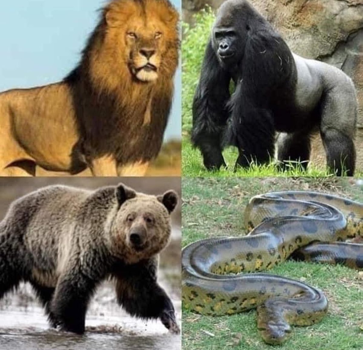 According to a study: -7% of men believe they can beat a lion in a fight  -9% of men believe they could beat a Gorilla in a fight -7% of men believe, image size:1200x1159