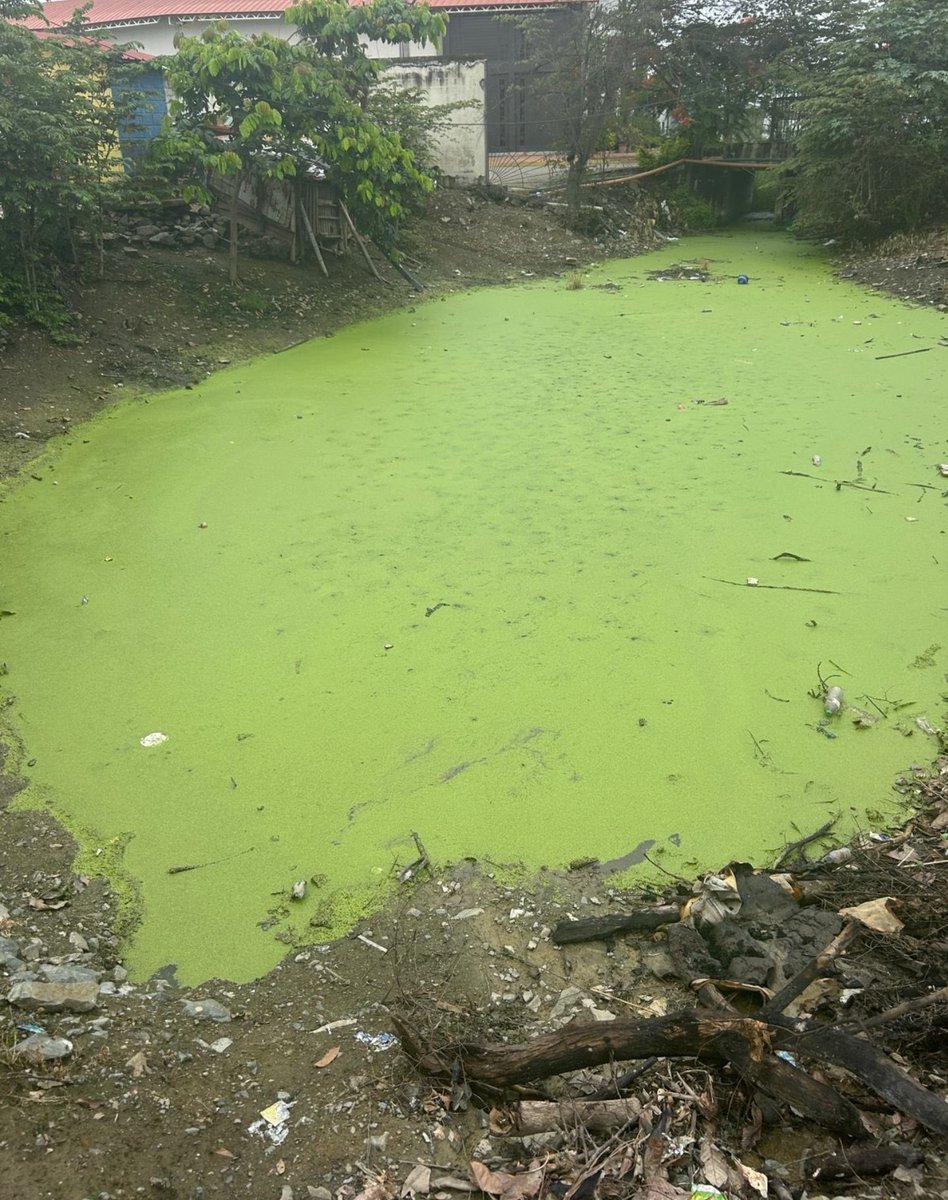 ComunidLaAurora's tweet photo. #Atención #DenunciaCiudadana 

El canal ubicado en la via #Salitre a la altura de Savali y Málaga II se encuentra tapado y esto ocasiona aguas estancadas del cual emiten un olor fetido, mal aspecto y los mosquitos nos llevan en peso.

Su ayuda urgente @AlcaldiadeDaule, ya que este tema esta ocasionando enfermedades a la comunidad del sector, afectando a niños y adultos.
Se ha solicitado por varias ocasiones inspecciones pero hasta ahora @WilsonCanizares sordo y mudo

Cabe indicar que en ese punto, existe una entrada una cantera, pero al parecer hay intereses de por medio, ya que hasta el momento el municipio mira a otro lado.