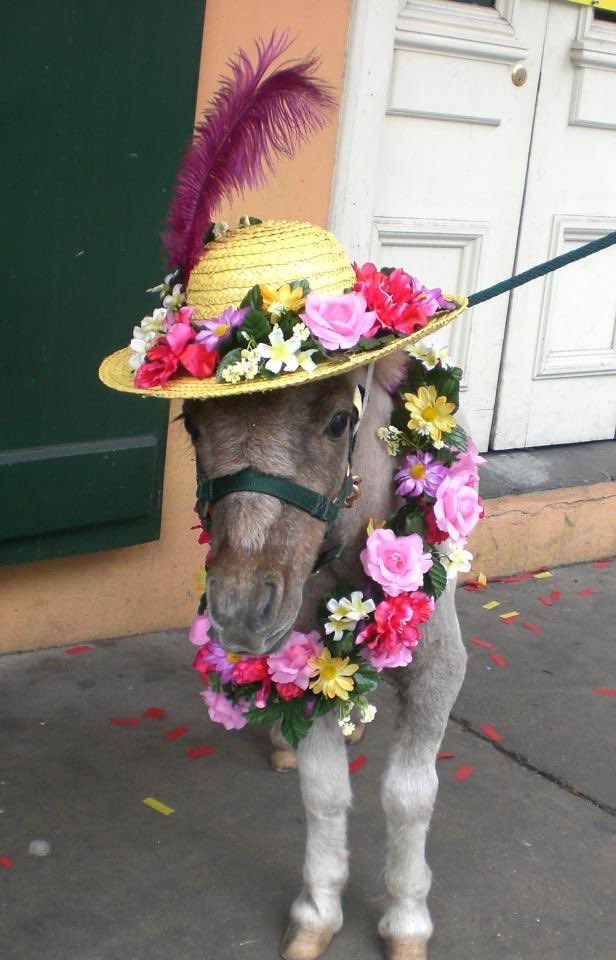 horse tweet media