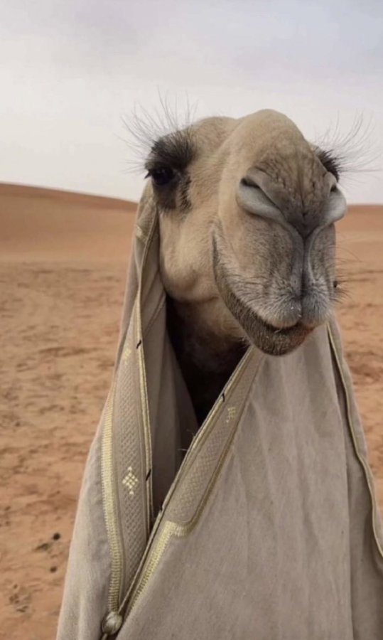 كوكتيل ✋ tweet media