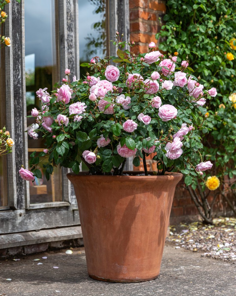 David Austin Roses (@daustinroses) on Twitter photo No matter where we are in life, there’s always room to learn and discover. Our free, four-module, online Beginner's Guide to English roses course gives you access to exclusive, expertly curated lessons & resources.
 Enrol today: bit.ly/3ubsFu9
*UK only No matter where we are in life, there’s always room to learn and discover. Our free, four-module, online Beginner's Guide to English roses course gives you access to exclusive, expertly curated lessons & resources.
 Enrol today: bit.ly/3ubsFu9
*UK only