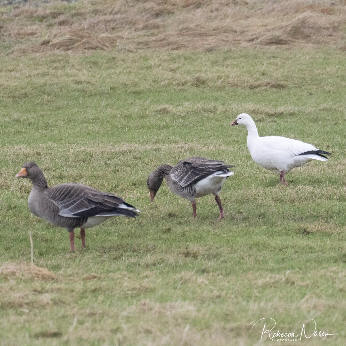 Rebecca Nason tweet media