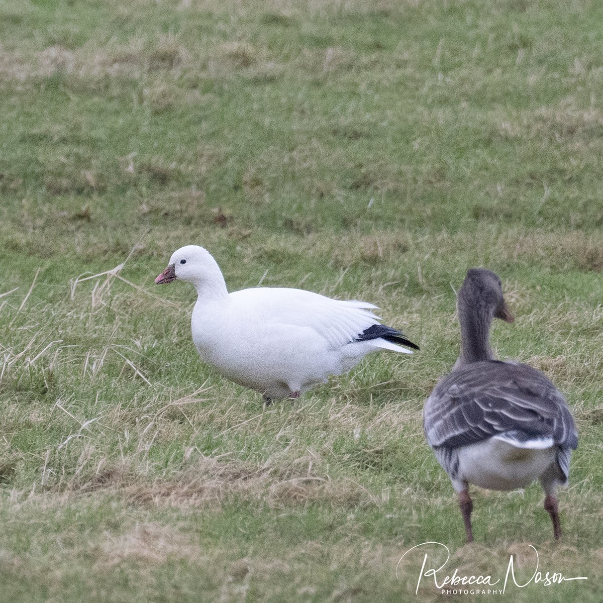 Rebecca Nason tweet media