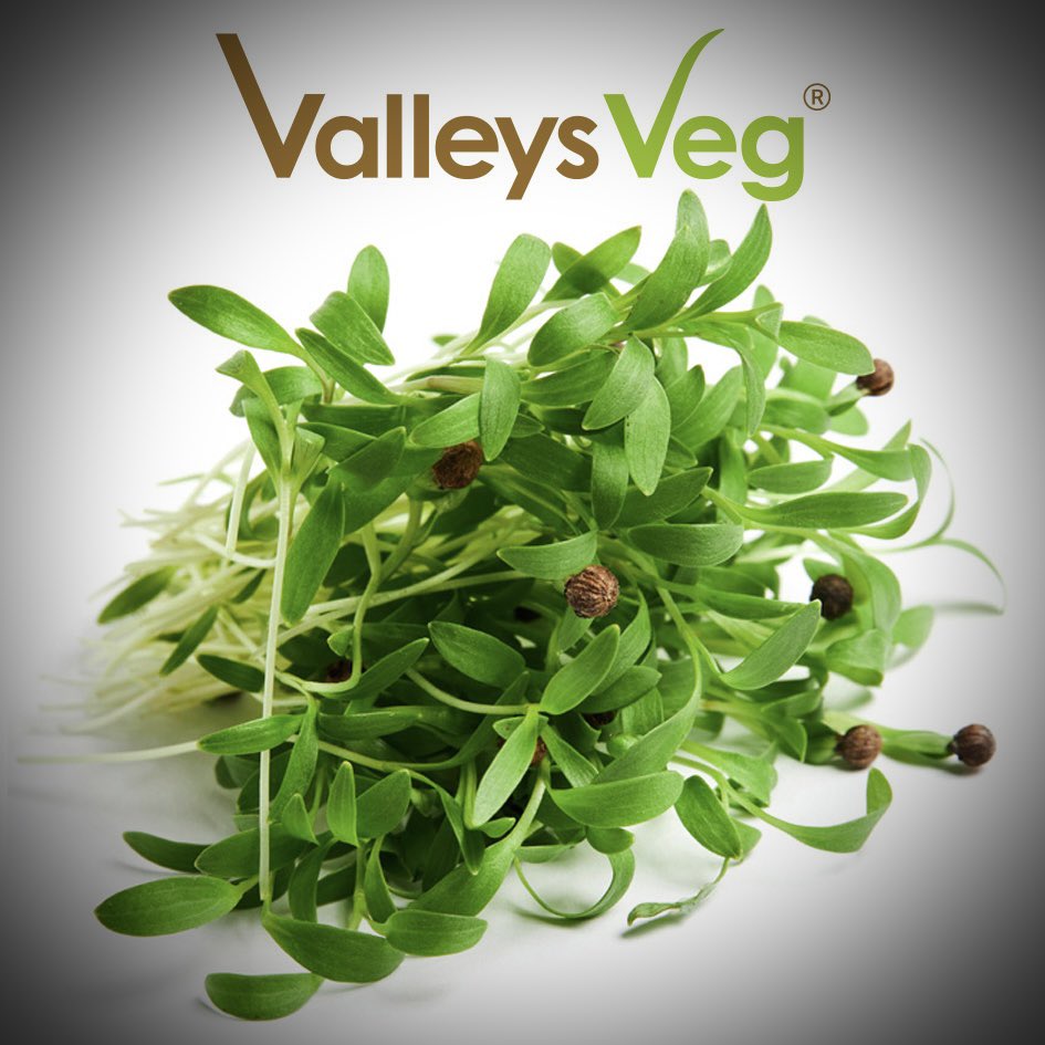 🌱KNOW OUR MICROGREENS🌱
Coriander. Contains high levels of vitamin K, essential for the body's healing mechanisms, and almost 3 times the levels of Beta-carotene in comparison to a mature plant. Order from our store: e69961.myshopify.com 🌱🌱🏴󠁧󠁢󠁷󠁬󠁳󠁿 <a href="/veganfoodliving/">Vegan Food and Living 🌱</a> <a href="/veganuary/">Veganuary</a>