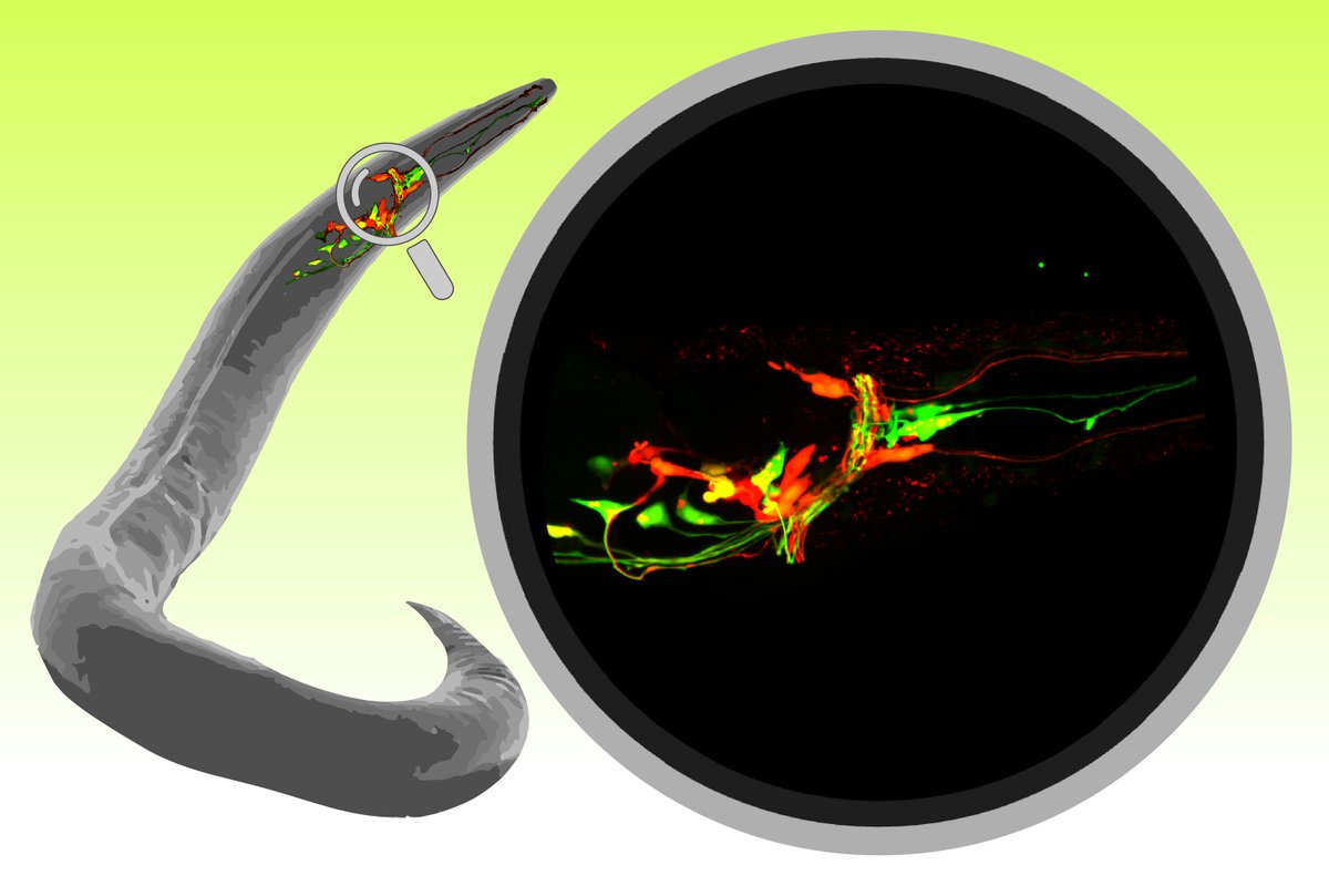 How do brains fine-tune sensory information for better decisions?

Animal brains are constantly bombarded with sensory information — sights, sounds, smells, and more. A new Yale-led study reveals how a configuration of electrical synapses “filter” this information to guide