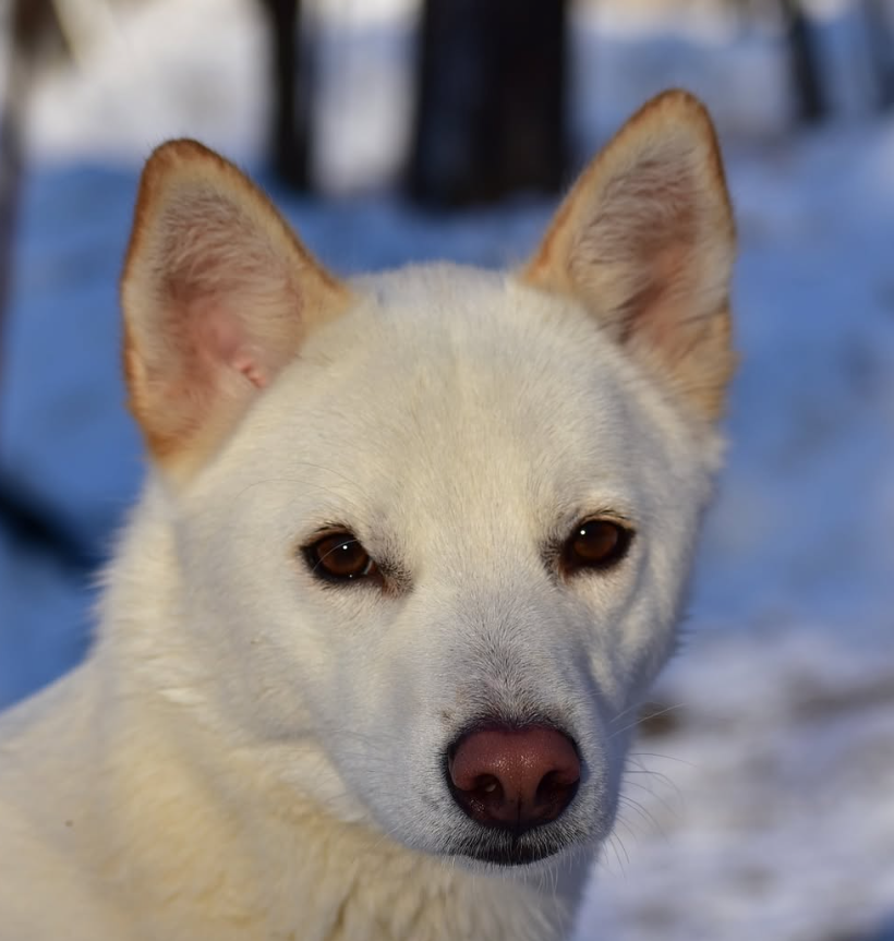 SIGMABOYDOG's tweet photo. Sigma Dog 🤫 $sigmaboydog https://t.co/cVhWeGhhBD