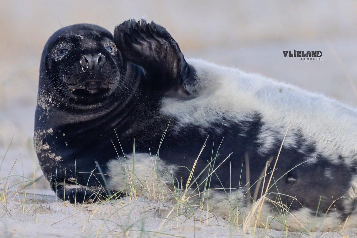 32 ideeën over Zeehonden | zeehonden, dieren, zeeleeuwen, image size:1200x800