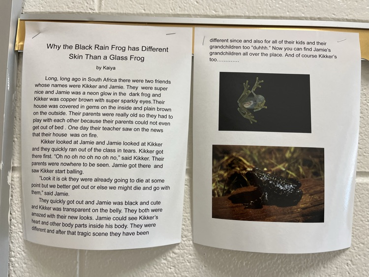 north_chatham's tweet photo. Check out our 3rd graders' Frog Pourquoi Tales! Students wrote these during @ELeducation Module 2. 🖤💛 https://t.co/BaV0474XC3