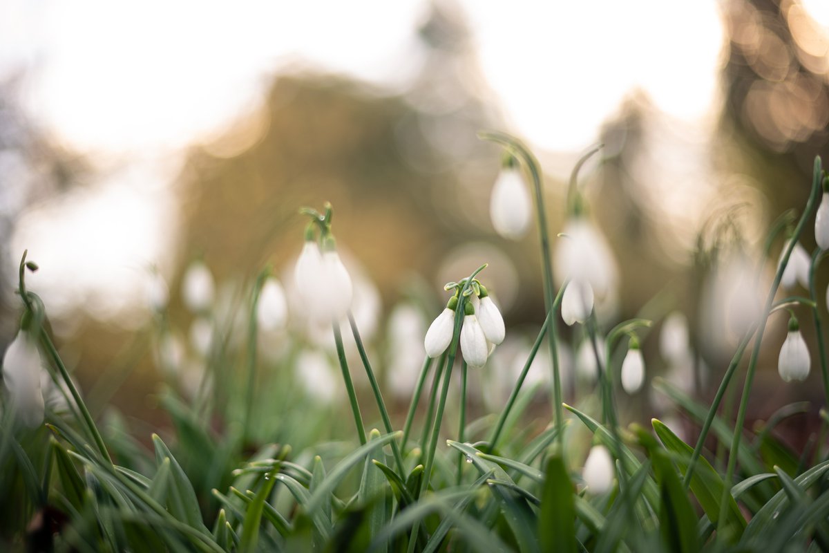 National Trust Cymru (@ntcymru_) on Twitter photo Experience winter at <a href="/DyffrynGardenNT/">Dyffryn Gardens NT/YG Gerddi Dyffryn</a>.
Explore 55+ acres of seasonal beauty, from snowdrops and honeysuckle to tropical blooms in the glasshouse.
Plan your visit and remember to pick up a winter wander leaflet when you're there.
bit.ly/3F2CgFB Experience winter at <a href="/DyffrynGardenNT/">Dyffryn Gardens NT/YG Gerddi Dyffryn</a>.
Explore 55+ acres of seasonal beauty, from snowdrops and honeysuckle to tropical blooms in the glasshouse.
Plan your visit and remember to pick up a winter wander leaflet when you're there.
bit.ly/3F2CgFB