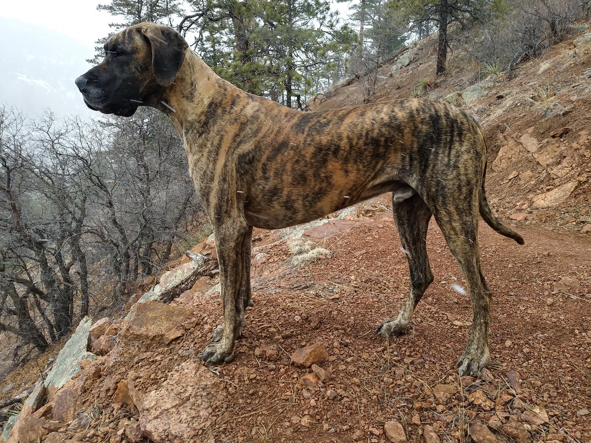 allaccessfence's tweet photo. @DangeRussWilson We have Great Danes also. It's hard. I lost Panzer after a short walk in the Rockies, he was nine. Lost a best friend but gained many many memories just like you. https://t.co/ifuHw6EwuD
