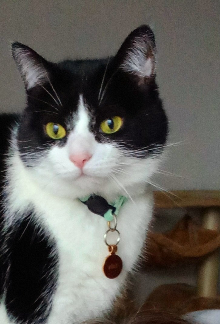 DeeChamberlain9's tweet photo. Happy GOTCHA DAY to this little poppet, 3 years ago today you came home with us to your forever home 🥰🐈‍⬛ https://t.co/BJqoBBrXwz