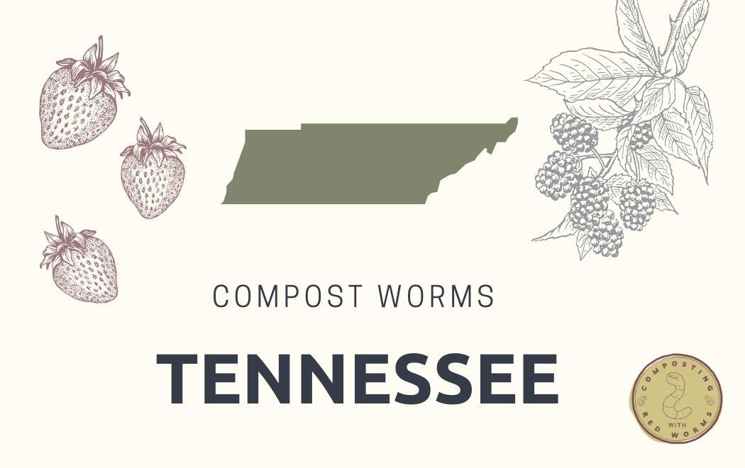 CompostingWorm's tweet image. Check out our newly updated page on where to buy compost worms in #Tennesee!
compostingwithredworms.com/buy-red-worms-…