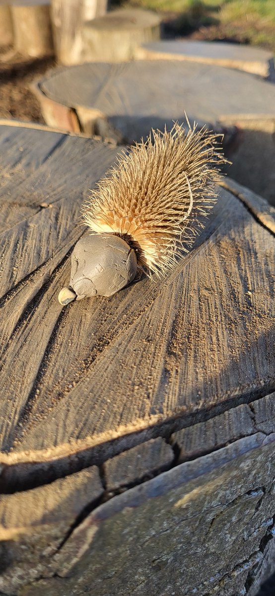 CHForestschool's tweet photo. This week our word of the woods was "Hoglet"....look at these cute baby hedgehogs made from teasel and clay 😀😀 #forestschool #hedgehogs @CastleHill_Ips https://t.co/qYIOUgArBi