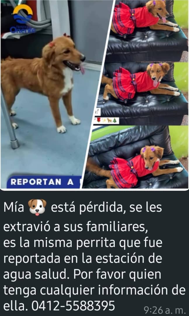 ReyDavila27's tweet photo. 🐕🐕🐕🐕

Esta en otra Ruta. ALERTA AMIGOS ANIMALISTAS ESTABA ESTA MAÑANA A LAS 8AM EN direccion Palo Verde.  trabajo la vió en CHACAO
De hoy 17 de Enero. Quien pueda acercarse y buscarla y llamar a la dueña 0412-5588395, quien pueda por favor acercarse a estaciones de  Chacao. https://t.co/ziuHGQDaeU