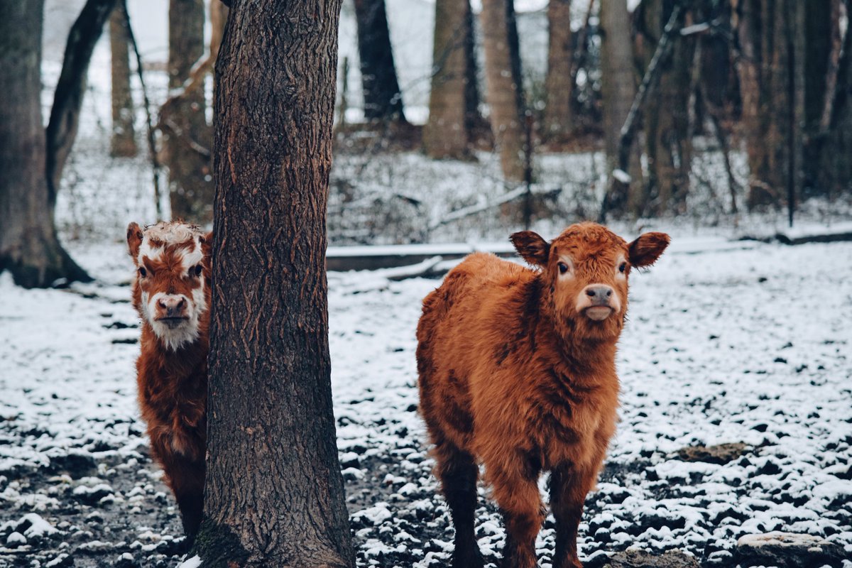DEFarmBureau's tweet photo. Winter is in full effect! Learn about how to keep yourself and your farm safe this winter season here: https://t.co/scyjJiMuqP
.
.
.
#DelawareFarmBureau #DEFarmBureau #DEFB #Delaware #Agriculture #Winter #Farming #LIvestock #Ag https://t.co/bJtKIFPWU4