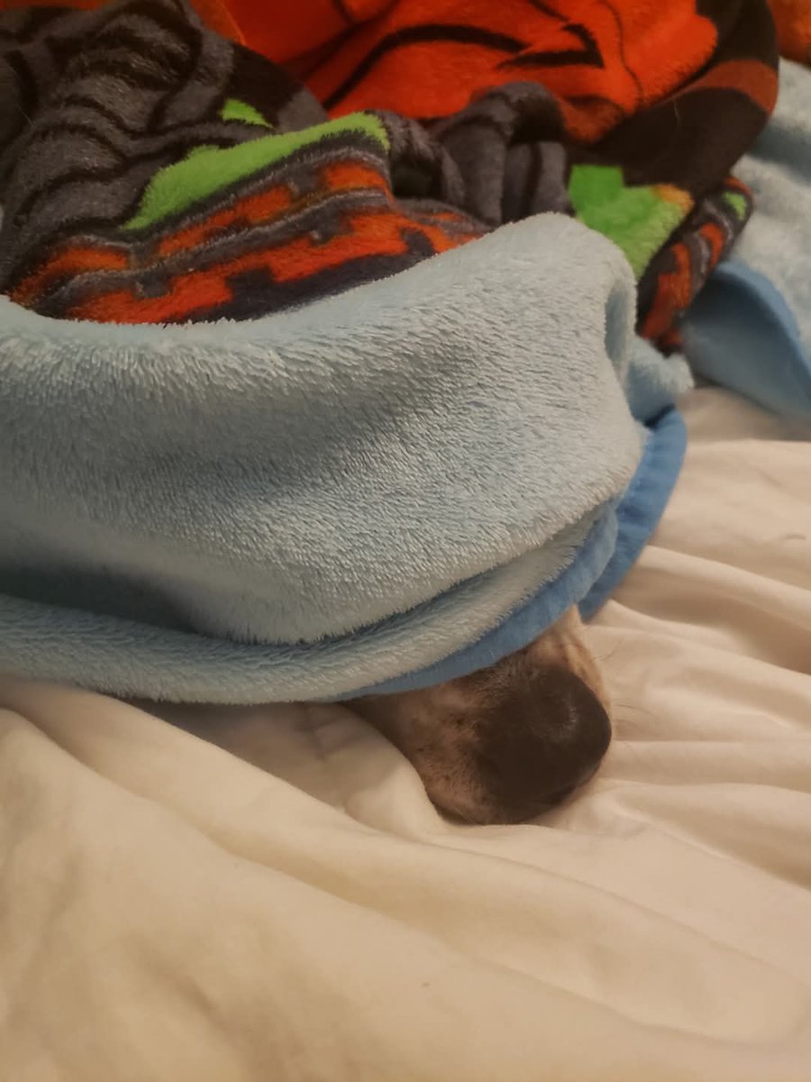 We also could not see him when he was under a blanket, of course.

#beagle, #AngelMrB, #FlashbackFriday