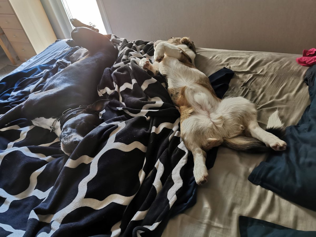 DzabKepa's tweet photo. Un tas esmu es - laimīgais, laimīgais DOMINIKS 💜🐾🐶
#Dominiks #dog #dogs #doglife #sveicieninomājām #greetingsfromhome #ķepuķepā #Ķepas #Kepa #animalshelter #rescued #latvija #kepu #nepērcadoptē #corgies #corgi #corgilife https://t.co/BLnK2ZWK7F