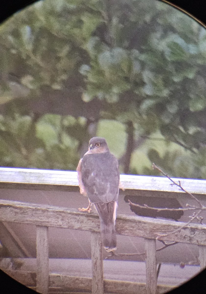 1Stressedandy80's tweet photo. Spotted this beautiful creature in the garden this week! Pretty sure it's an Eurasian Sparrow Hawk! 😍 @RSPBbirders @Natures_Voice https://t.co/pg3JxM7LsQ