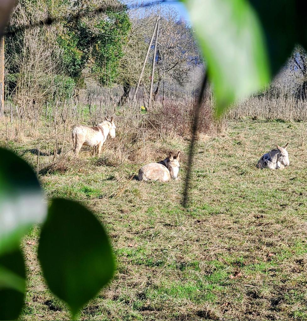 JBFrancois2022's tweet image. On croise du monde à la campagne ....
#photooftheday #animals #Animalslover