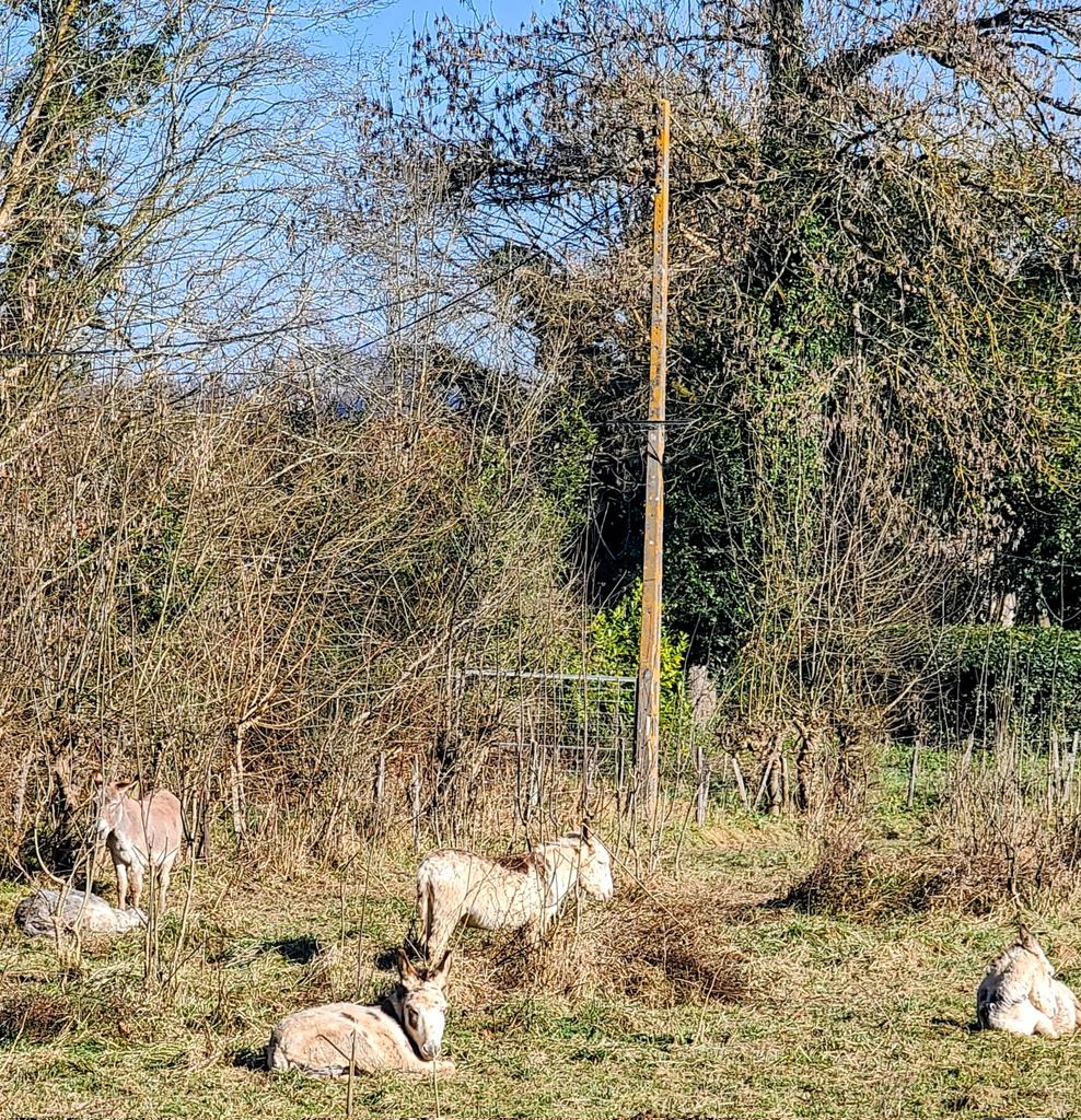 JBFrancois2022's tweet image. On croise du monde à la campagne ....
#photooftheday #animals #Animalslover