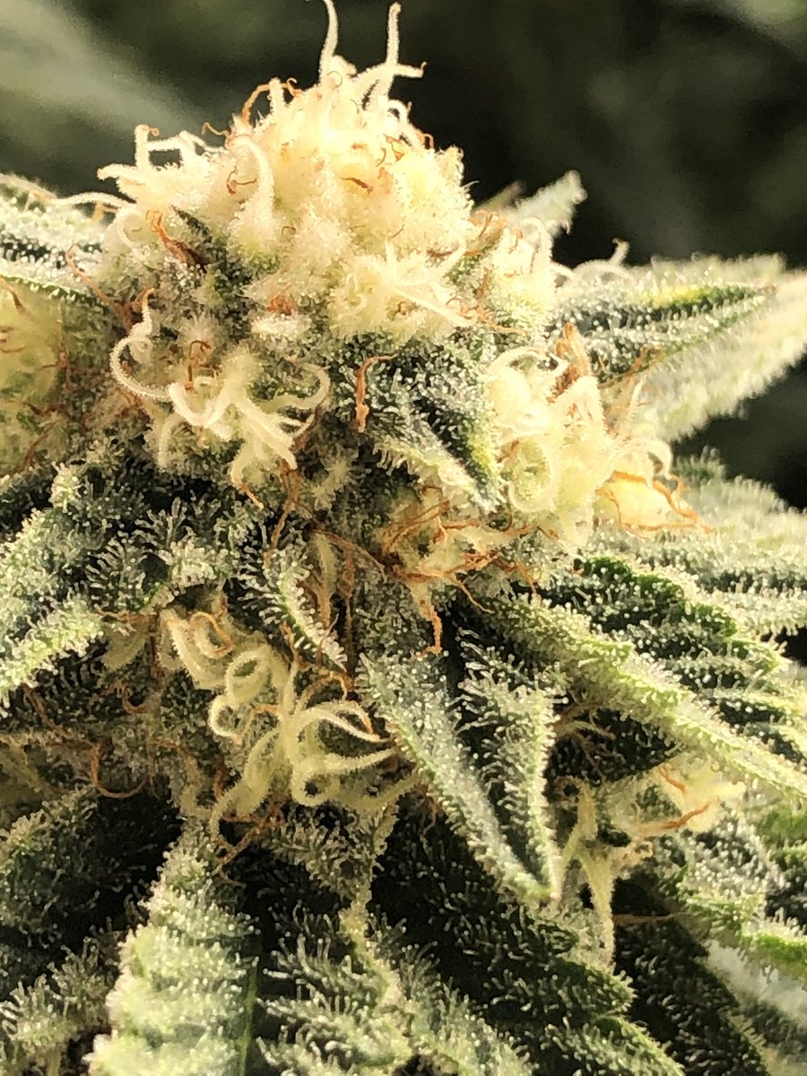 ProvGenetics's tweet photo. Bold, smooth, and unforgettable, meet Redbone ๐ฅ๐๐ฟ. This powerhouse strain brings rich flavor and deep relaxation to every session. Elevate your vibe. #Redbone #ProvidenceGenetics #PremiumStrains https://t.co/IiaOBZKxRs