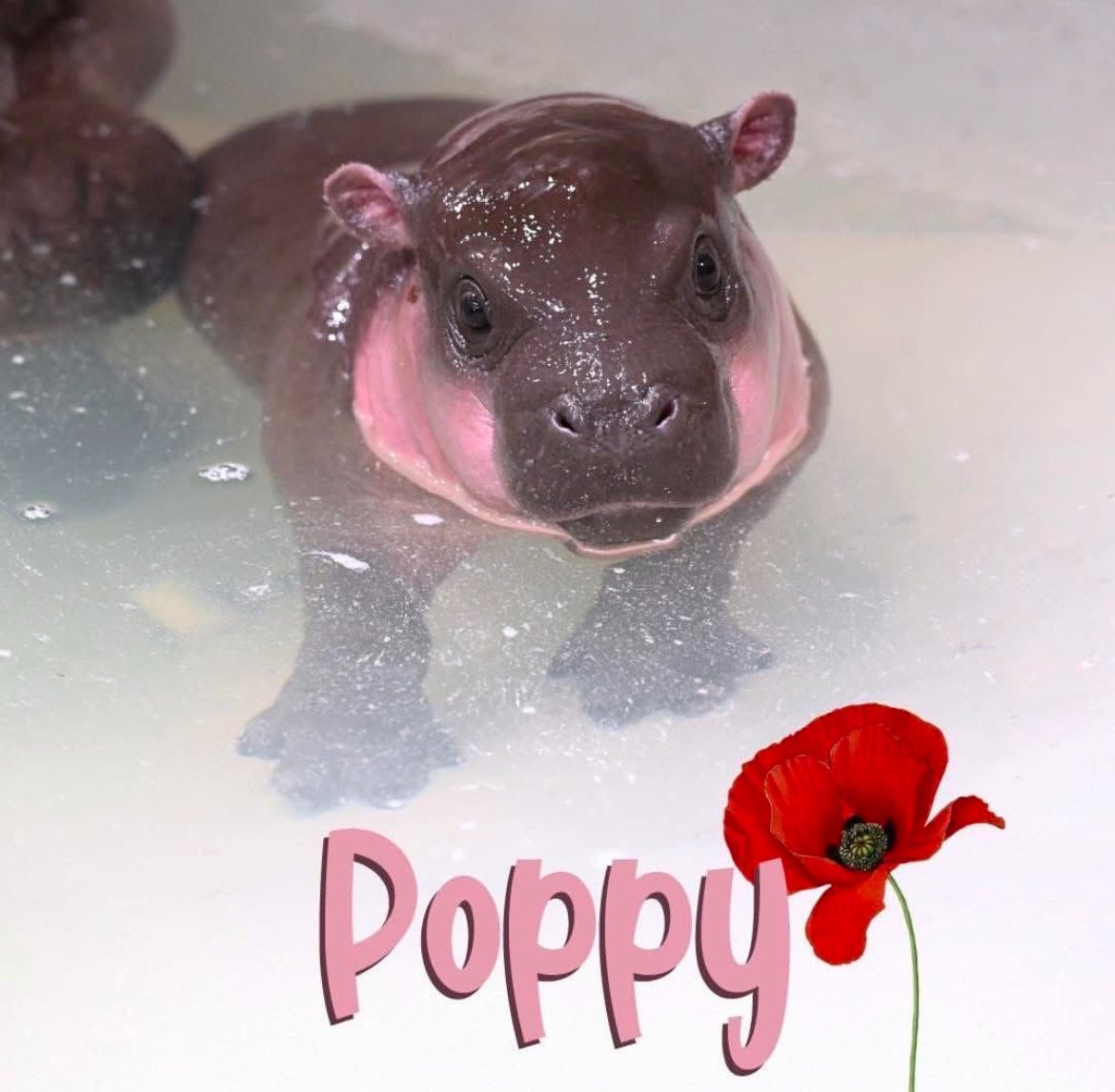 issaglampuss's tweet photo. @PoppyThePygmy @calebsol $POPPY IGNITES $POPPY REUNITES 🚀🚀🚀🚀🚀🚀 #poppy #poppyonSOL https://t.co/gDoYro0Voq