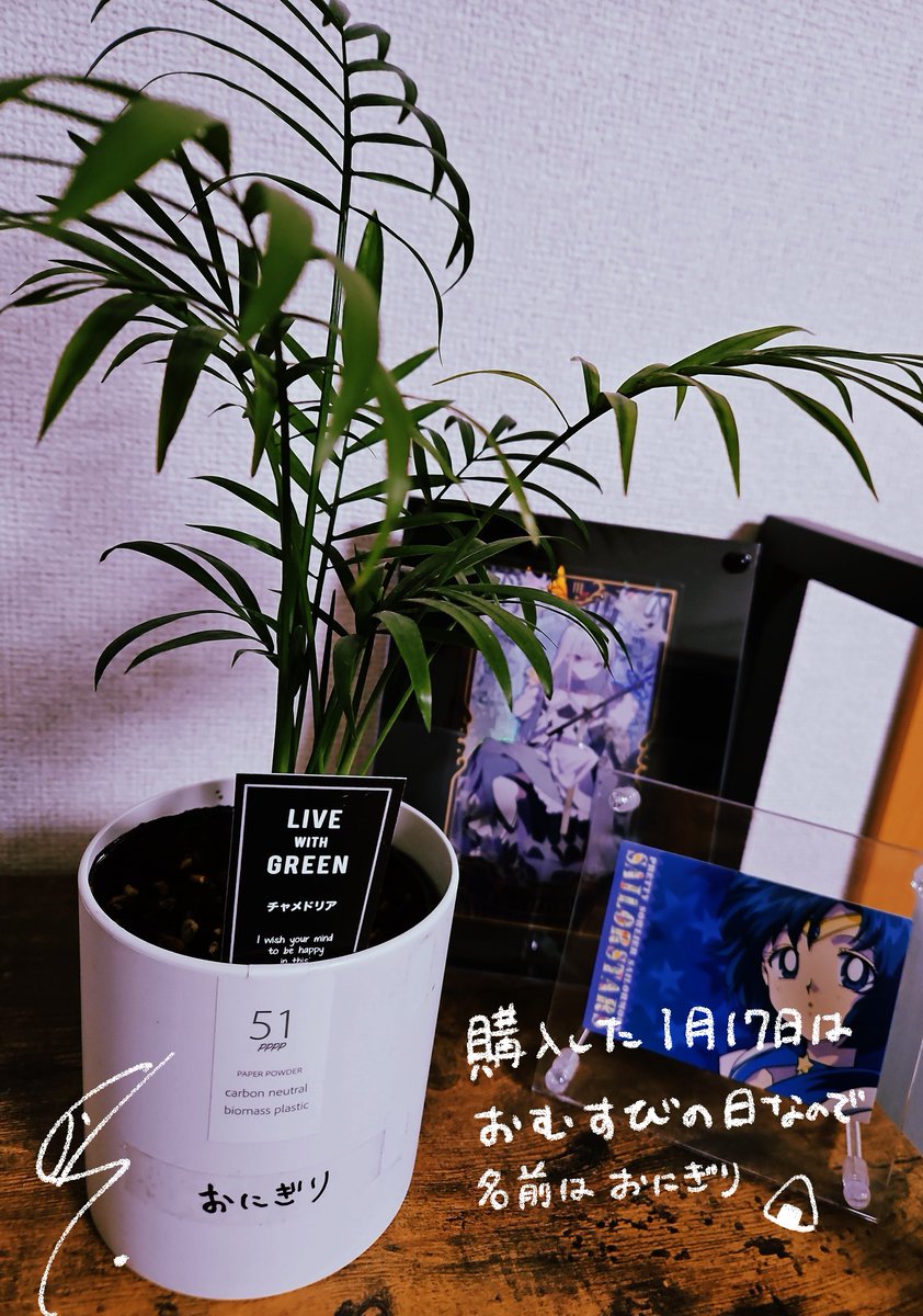 植物買った 