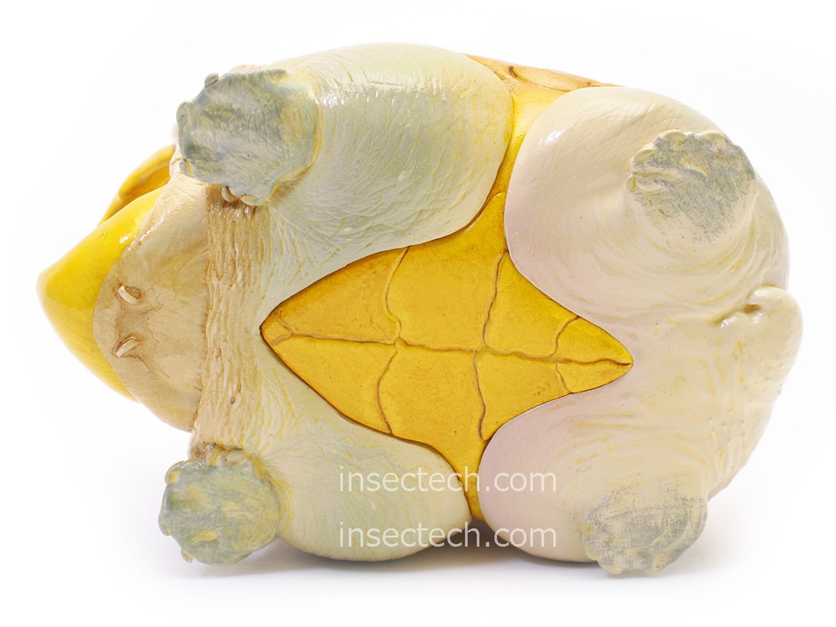 動物の惑星 #フィギュア 「シークレット」 ハラガケガメ（開口） 2025