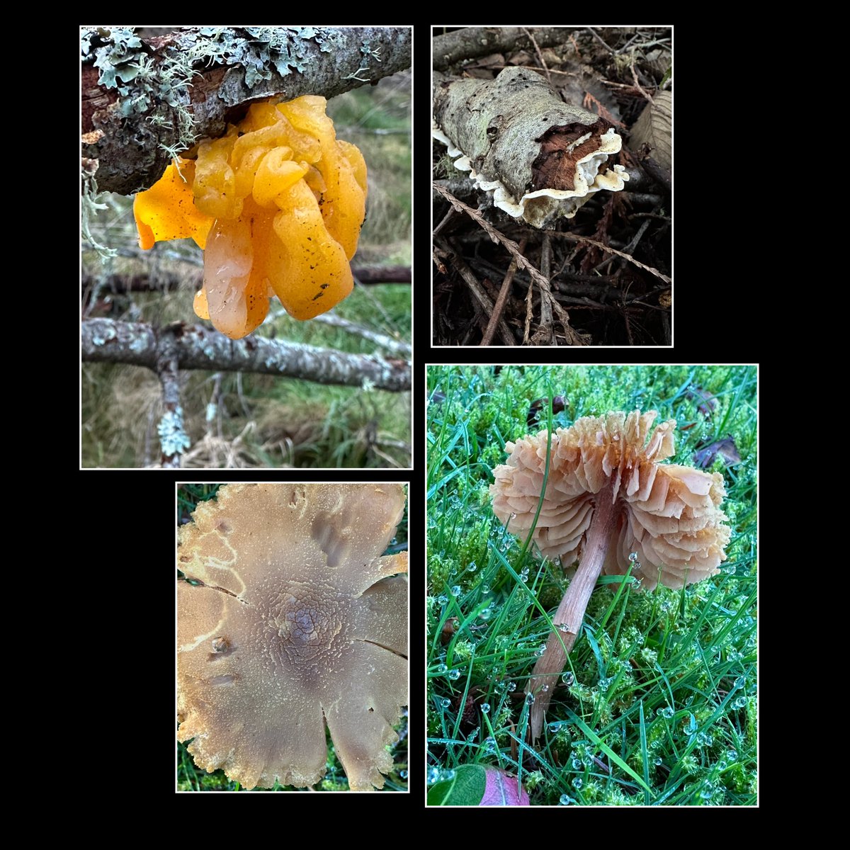 WhidbeyGypsy's tweet photo. #HappyWeekending

We are all ready for the NFL🏈Divisional Round! Chiefs on Saturday and Eagles on Sunday! 

Mom has a thing about all the mushroom varieties here on our land for 📷!

Do things you love most with those you love best!
#MakeHappyMemories

❤️Zip, Zoë &amp; Mom https://t.co/OksuBepcAD