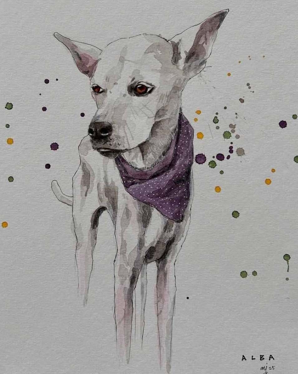 mamaoogs's tweet image. 🎶💜🐾🕊️ Alba 🕊️🐾💜🎶