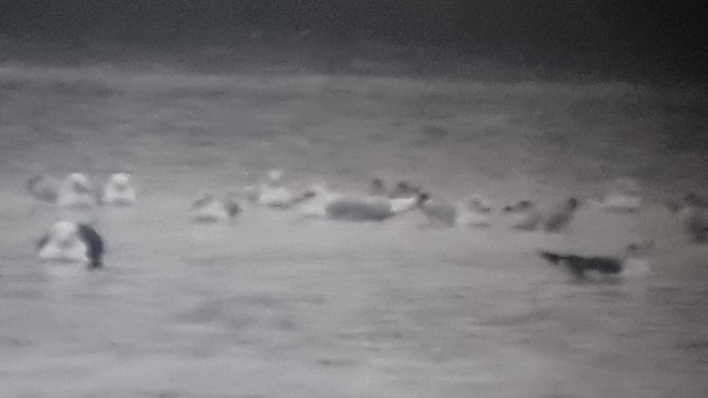 Oli Beacock (@oli_beacock) on Twitter photo Won't win any prizes but pleased to locate the long-staying adult Iceland Gull coming into the roost <a href="/ChasewaterWild1/">Chasewater Wildlife</a>. Picked up as it came in overhead onto the far side of the water just after 16:30. Also 5 Caspians ( 3 ads + 3w + 1w) and 2 Yellow-leggeds (ad + 2w) Won't win any prizes but pleased to locate the long-staying adult Iceland Gull coming into the roost <a href="/ChasewaterWild1/">Chasewater Wildlife</a>. Picked up as it came in overhead onto the far side of the water just after 16:30. Also 5 Caspians ( 3 ads + 3w + 1w) and 2 Yellow-leggeds (ad + 2w)