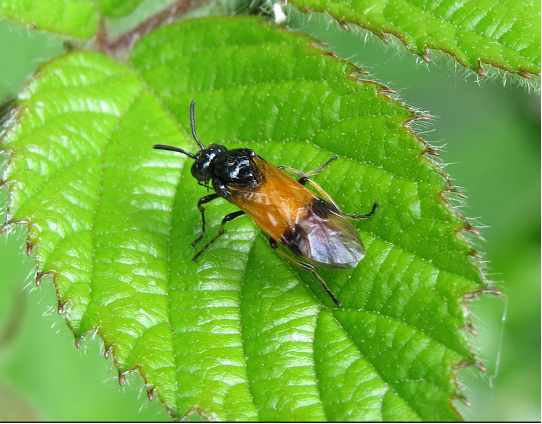 BENHS 2025 Indoor Workshop Sawfly identification – Andrew Green and Andrew Halstead. April 12th, Dinton pasture CP

To find out more – benhs.org.uk/event/sawfly-i…

Image: Stephen Falk