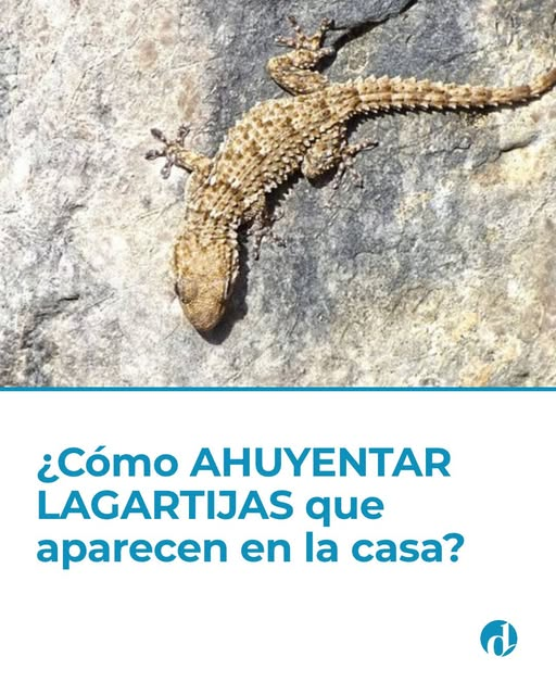 ¿Por qué ahuyentarlas?
Yo tengo 3 ó 4 viviendo en el entretecho del comedor.
Comen mosquitos, no joden ....
Son buena gente.