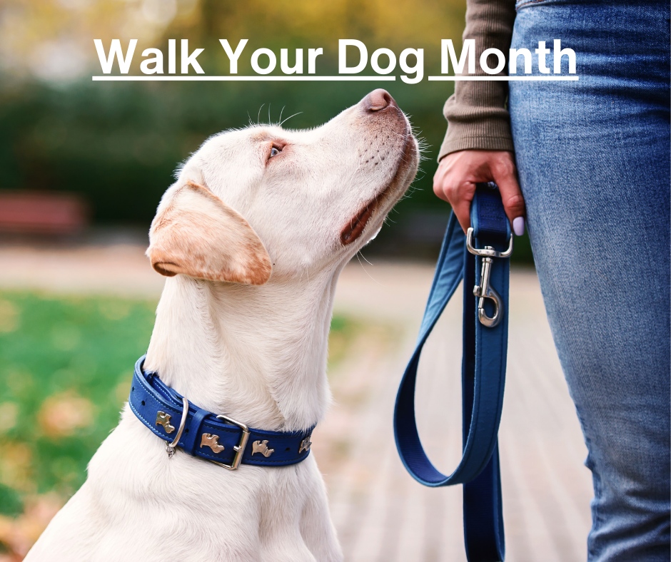Step into the new year with your best friend—happy Walk Your Dog Month!

#CanyonViewCares #Veterinarian #Tremonton #Perry #Layton #PetGroomers #PetServices #AnimalHospital #Vets