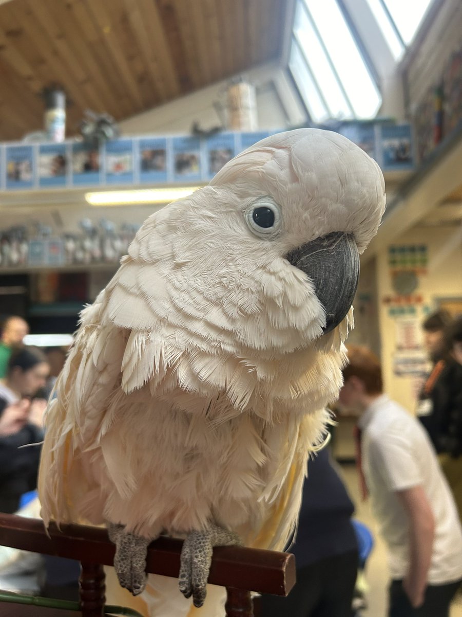 Miss Payet Art tweet media