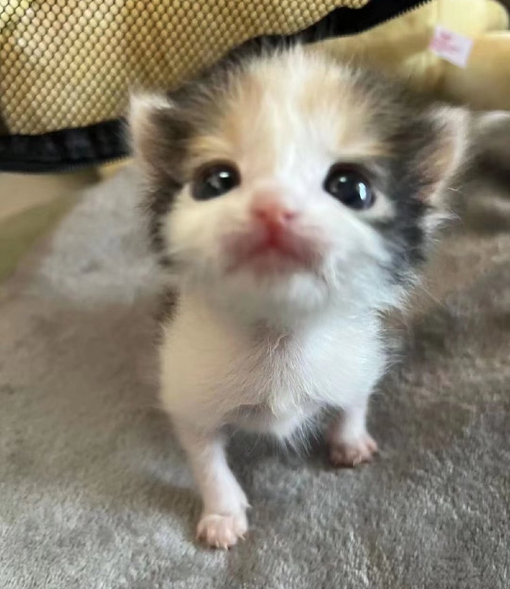 stickydacat's tweet photo. No one fw me... https://t.co/nrlbGAOUce