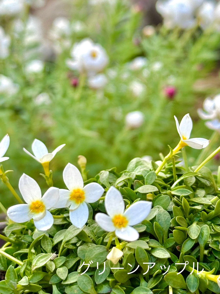 綠意家園 傳遞幸福與善念.ims