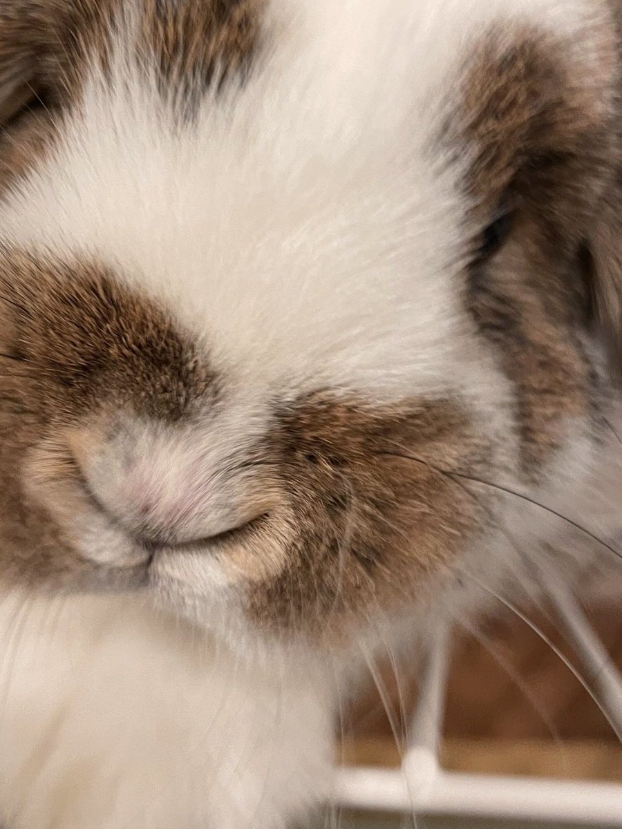 うさぎのうさじ tweet media