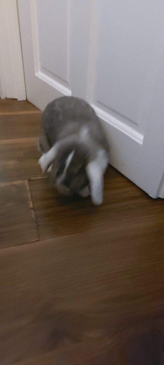 Lads of the house wanted a dog ..lasses of our home wanted a cat ...family democracy at its best our new house rabbit haha