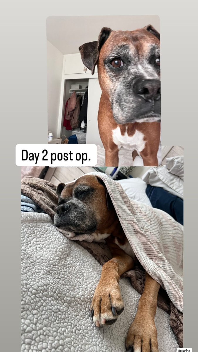 mandi perkins tweet media