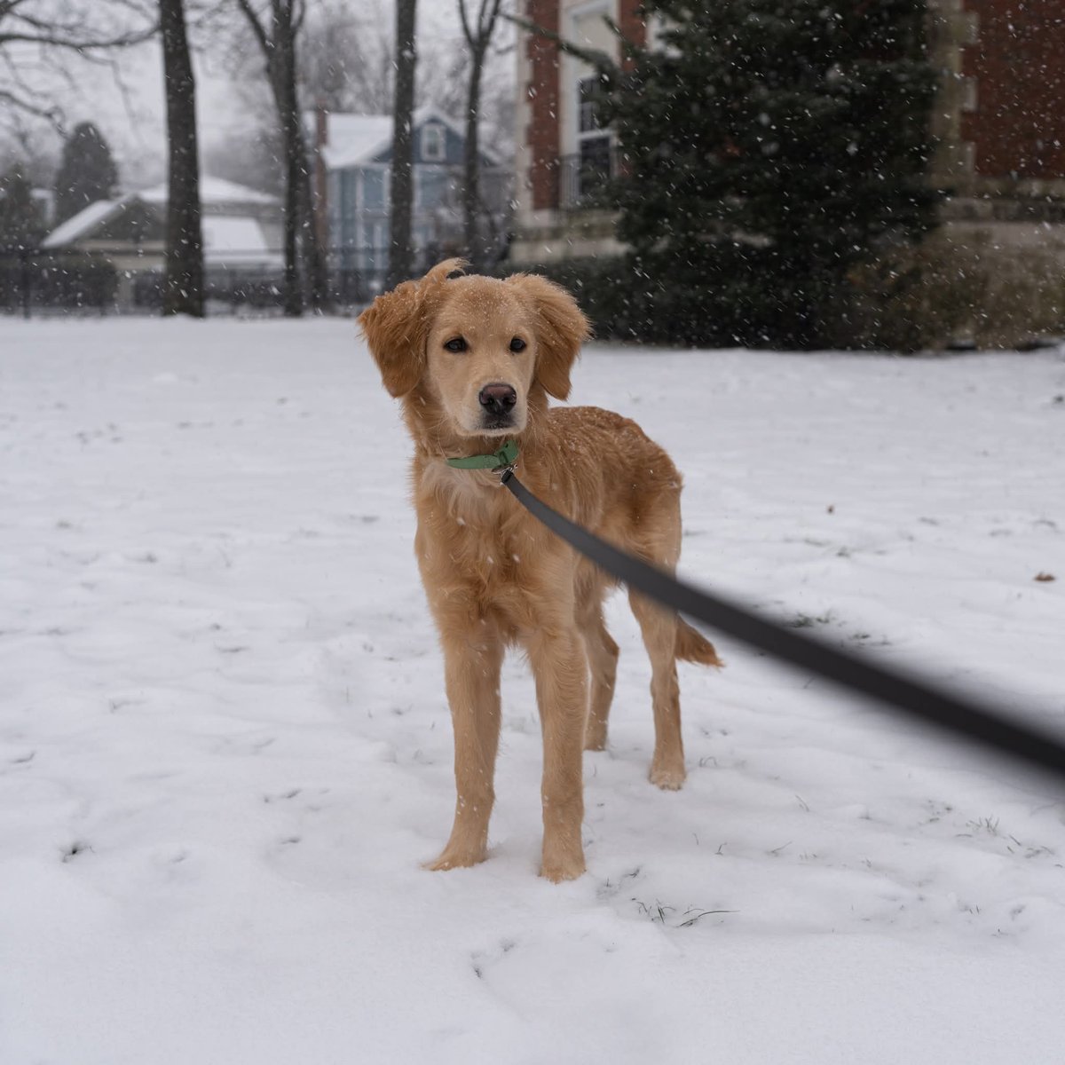 andymac2272's tweet photo. @weatherchannel Duke, from Floral Park, NY https://t.co/9g0ZoMnPBq
