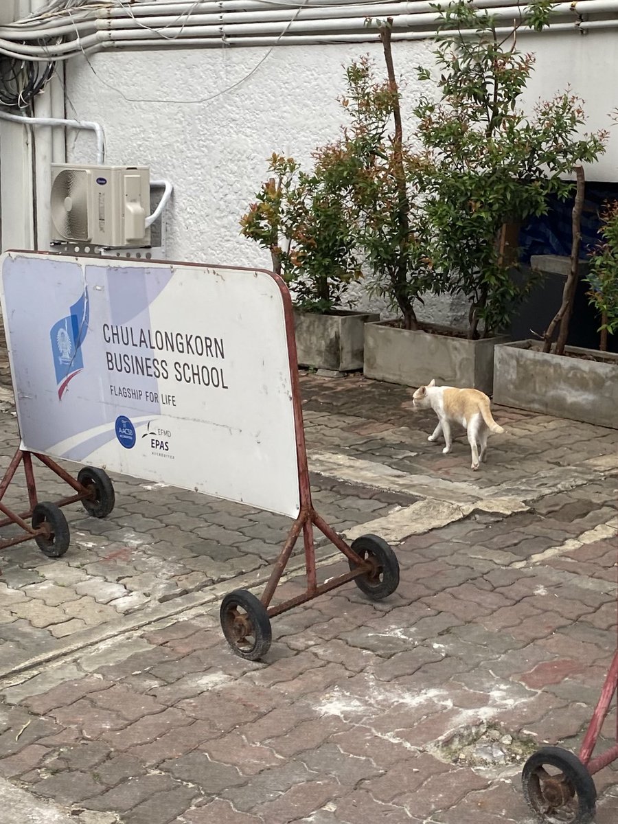 pinkishpanq's tweet image. รีวิว ชีวิตปี 1 เทอม 1 ในคณะ 
🩵 “บัญชี-บริหาร จุฬาฯ” 🩷
(การเรียน, กิจกรรม, สังคม, ฯลฯ)