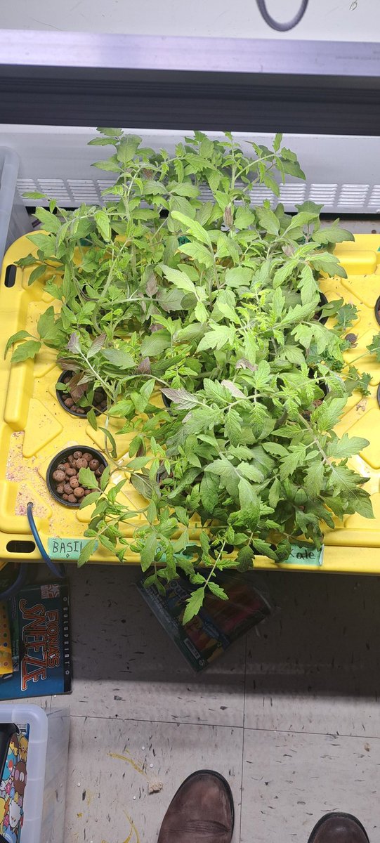 JessW08's tweet photo. Our garden from @CleanFoundation is growing ! The tomato plants are taking over! 
@bltsenior https://t.co/v8f0Yx363T