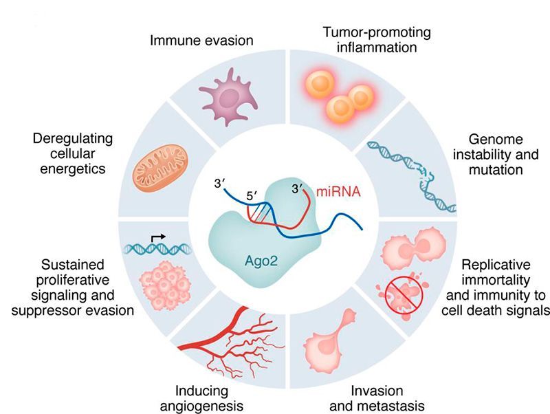 ASCI (@the_asci) on Twitter photo When microRNAs meet brilliance, perseverance, and high expectation...
Read this Viewpoint by ASCI member <a href="/GeorgeACalin1/">George A. Calin</a> <a href="/MDAndersonNews/">MD Anderson Cancer Center</a>: jci.org/articles/view/… When microRNAs meet brilliance, perseverance, and high expectation...
Read this Viewpoint by ASCI member <a href="/GeorgeACalin1/">George A. Calin</a> <a href="/MDAndersonNews/">MD Anderson Cancer Center</a>: jci.org/articles/view/…