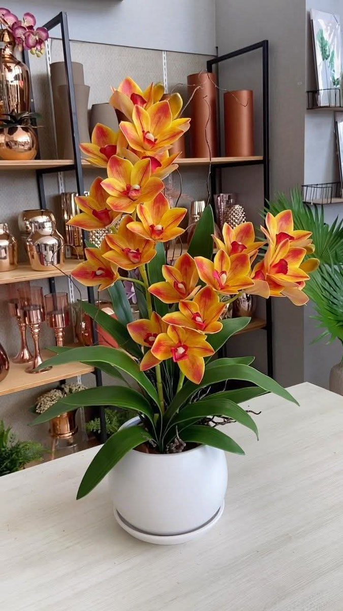 Love these beauties
├🌱┤　 　　 🌺≻╮╭≺🌺
├❤️┤　 　　 　🌱 🌱　 
├🌿┤　 　　 　 🌱