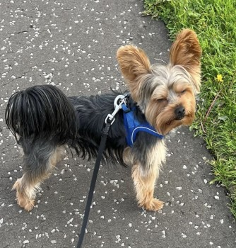 millypod1's tweet photo. 🆘24 SEPT 2024 #StillMissing #Lost JUDE
#ScanMe #STOLEN?? PLEASE SHARE.
Brown & Black Yorkshire Terrier Male
#Larbert #Stirling #Falkirk area of #Scotland #FK5 Possibly seen in #Bannockburn.
Finder's fee for information leading to his recovery. https://t.co/KRUvnzBUDP https://t.co/9k7f2qTNaN