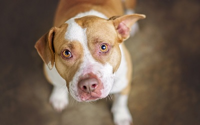 SSFInsurance's tweet image. Although you may know the basics of home insurance coverage, these 10 things that can affect your home insurance rate might surprise you. bit.ly/3DWwE2n