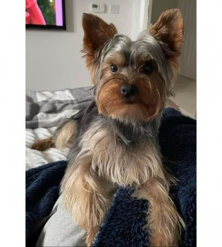 millypod1's tweet photo. 🆘24 SEPT 2024 #StillMissing #Lost JUDE
#ScanMe #STOLEN?? PLEASE SHARE.
Brown & Black Yorkshire Terrier Male
#Larbert #Stirling #Falkirk area of #Scotland #FK5 Possibly seen in #Bannockburn.
Finder's fee for information leading to his recovery. https://t.co/KRUvnzBUDP https://t.co/9k7f2qTNaN