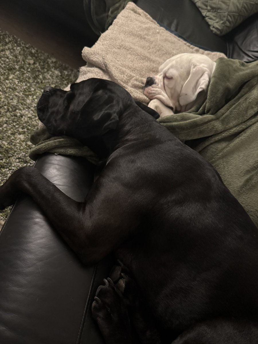 CollissNichola's tweet photo. Snoozing together after their dinner 🐾❤️🐾 https://t.co/qkllr73nda